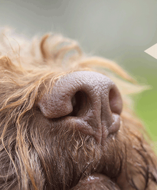 FRIEDA SMELLS TRUFFLES SO YOU CAN TOO