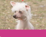 Cachorros y Perros en adopción, adoptar un gato