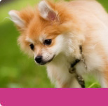 Cachorros y Perros en adopción, adoptar un gato