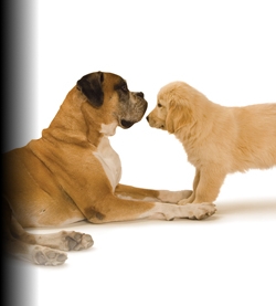 Cachorros y Perros en adopción, adoptar un gato