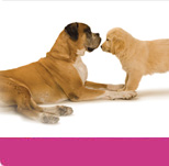 Cachorros y Perros en adopción, adoptar un gato