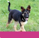 Cachorros y Perros en adopción, adoptar un gato